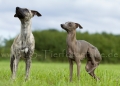 03 Windhund-Trio